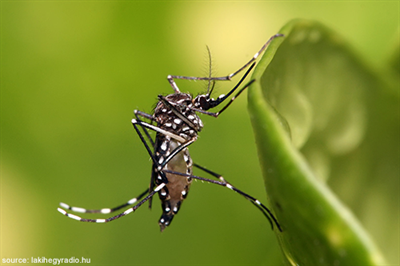 Le virus Zika et les palettes de bois